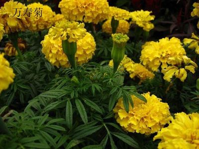 【圖文】常見一二年生草本花卉介紹_文庫