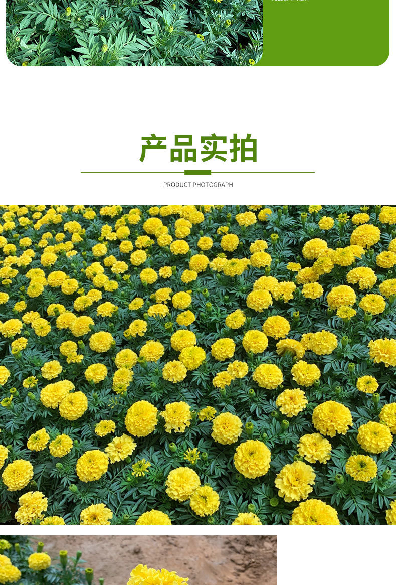 萬壽菊 工程綠化花海公園小區(qū)租擺萬壽菊盆栽 基地批發(fā)苗木萬壽菊