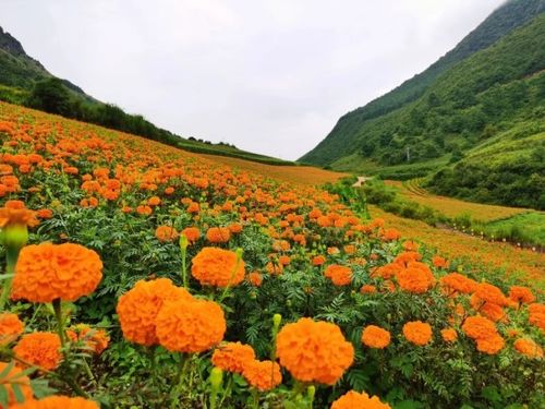 云南建水 萬壽菊為鄉(xiāng)村振興獻(xiàn) 花 添彩