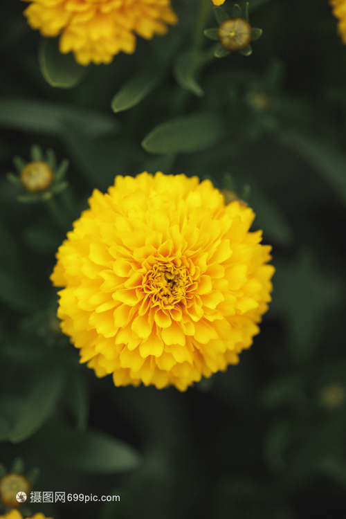 萬壽菊