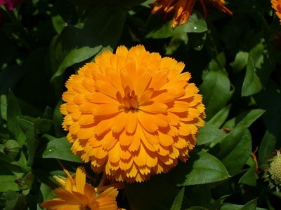 萬壽菊