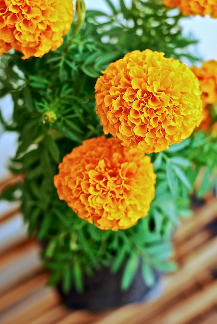萬壽菊