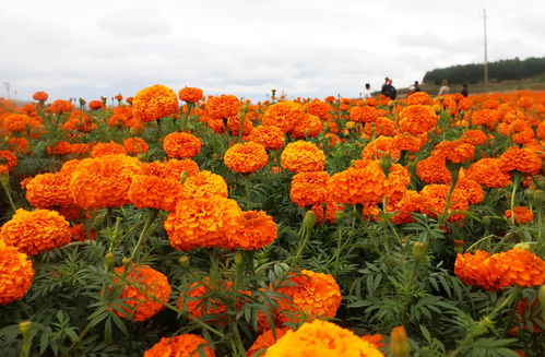 清水縣召開萬壽菊產業發展現場會