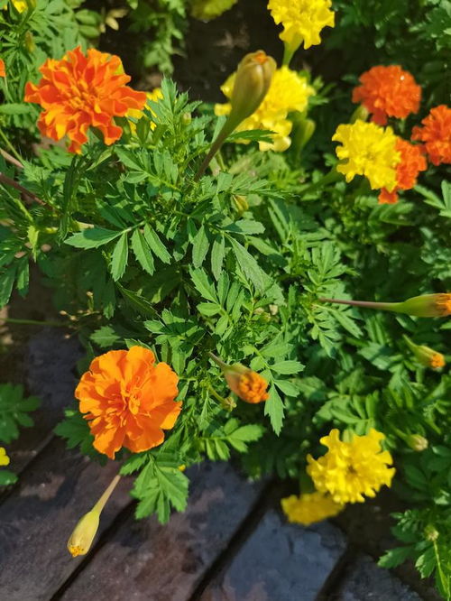 七絕 萬壽菊 平水韻