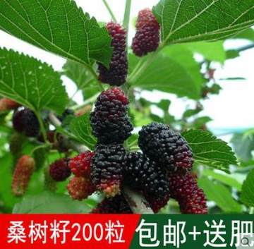 桑樹種子優惠券_多少錢?
