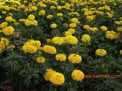 青州萬壽菊 青州萬壽菊價格 青州萬壽菊基地【桂竹園藝】,青州萬壽菊 青州萬壽菊價格 青州萬壽菊基地【桂竹園藝】生產廠家,青州萬壽菊 青州萬壽菊價格 青州萬壽菊基地【桂竹園藝】價格 - 百貿網