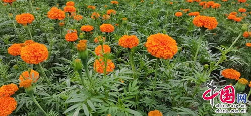 普洱景東文龍鎮300畝萬壽菊花開成海