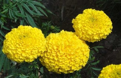 萬壽菊的