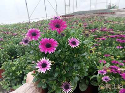 【草花萬壽菊批發基地.供應萬壽菊時令花草萬壽菊批發.萬壽菊價格.萬壽菊花海】 - 產品庫