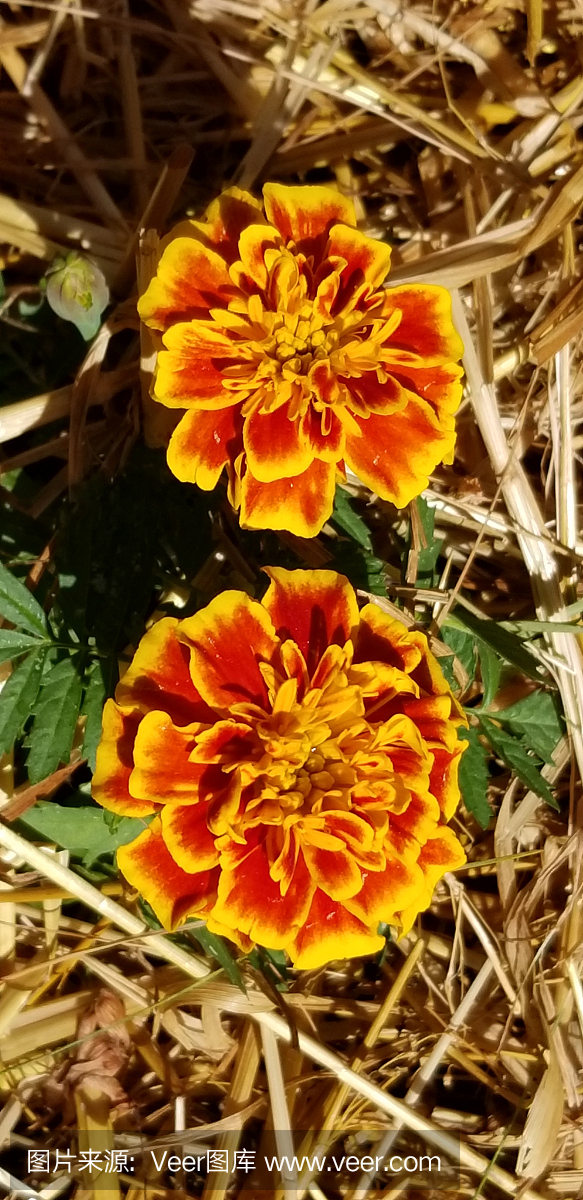 萬(wàn)壽菊鮮花