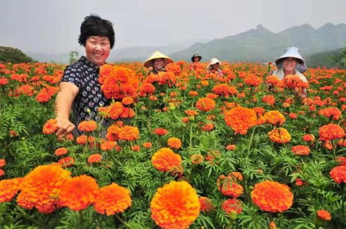 淄博市淄川區(qū) 東風(fēng) 借得好,萬(wàn)壽菊 狀元紅讓窮山村 開(kāi)竅了