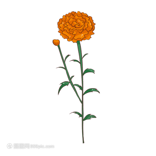 萬(wàn)壽菊
