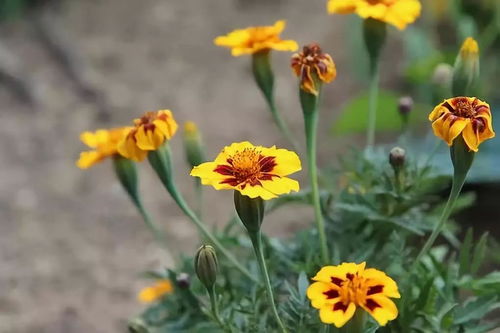 萬(wàn)壽菊 是 瓣臭菊 還是 萬(wàn)壽菊