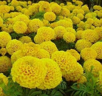 【草花種植基地/青州萬(wàn)壽菊_青州國(guó)慶菊_青州鼠尾草_青州牽牛/】?jī)r(jià)格,廠家,其他農(nóng)業(yè)分類(lèi)-搜了網(wǎng)