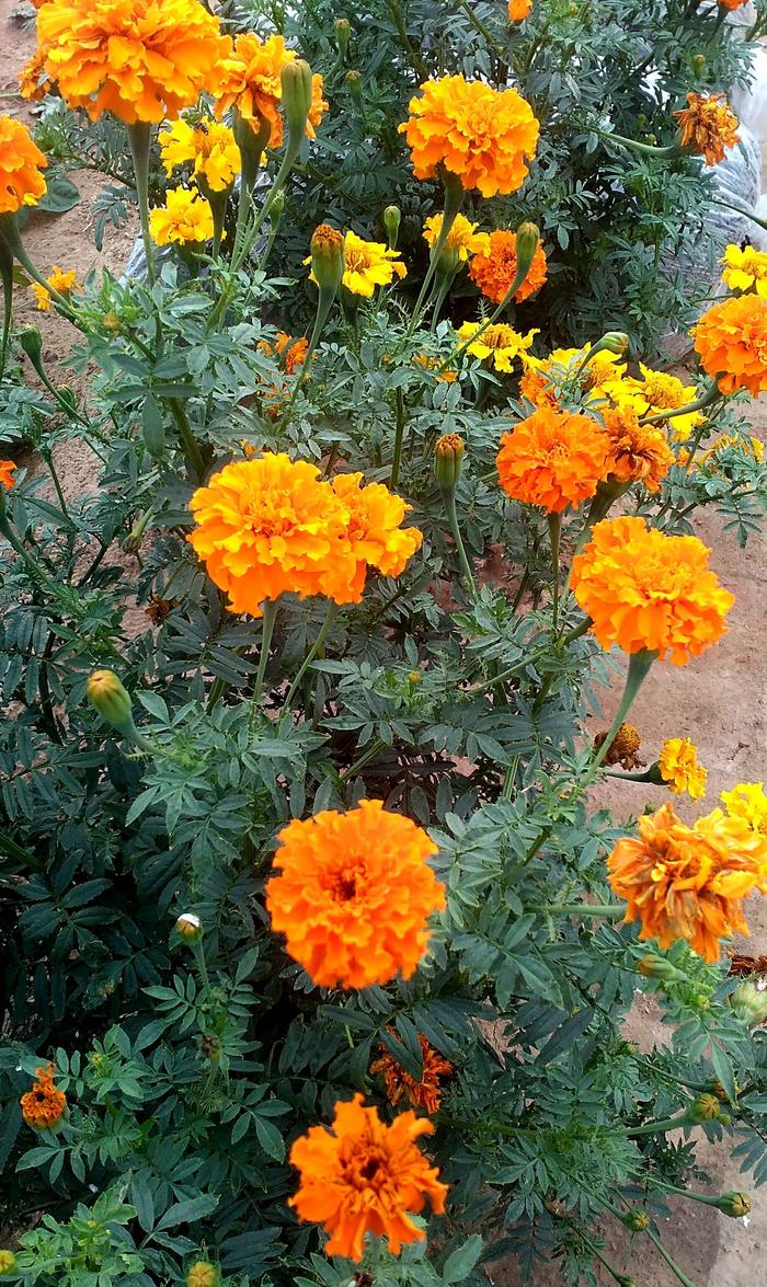 一片花海一片情,萬(wàn)壽菊花情意深…