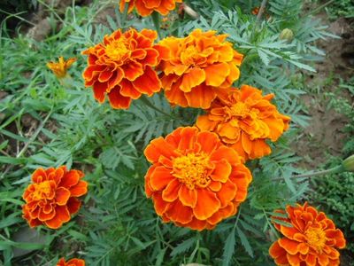 一串紅 萬壽菊 矮牽牛產品圖片,一串紅 萬壽菊 矮牽牛產品相冊 - 青州市樹春花卉苗木專業合作社