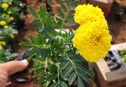 山西萬壽菊苗價格