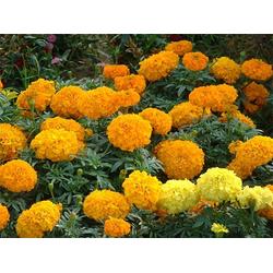 河北萬壽菊 萬壽菊培育 豐林宿根花卉 優質商家