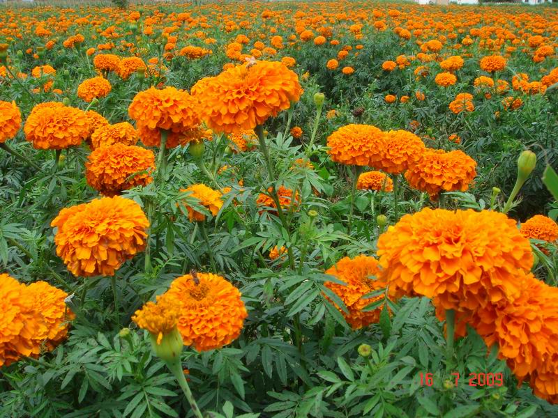 萬壽菊種子價格及種植栽培