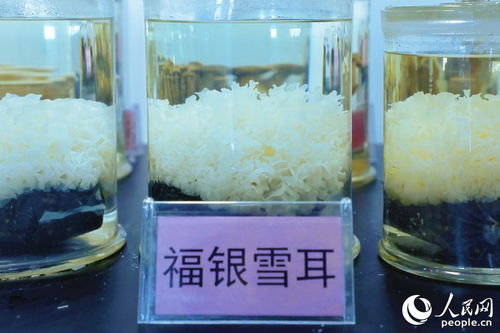 福建這里發展領 菌 產業的競爭力何在