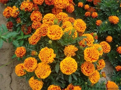 萬壽菊冬天開花嗎?