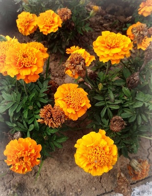 【大美沈巷】天門山公園里的名貴花草,你認識多少?