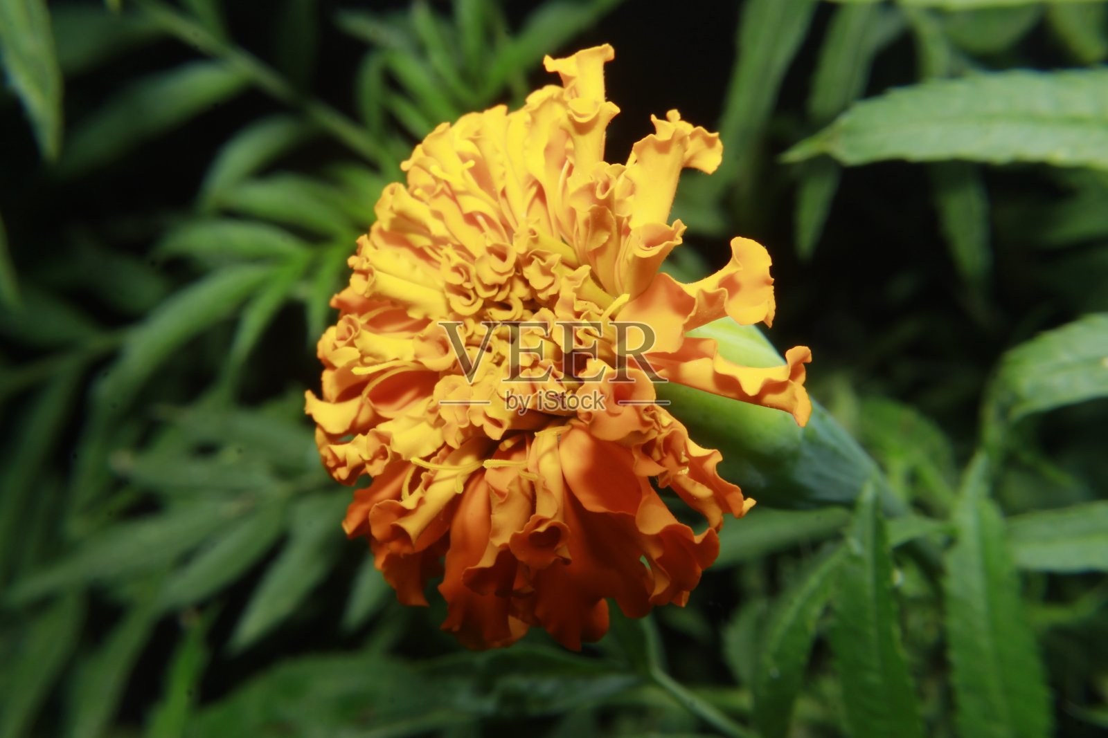 橙色的萬壽菊鮮花。