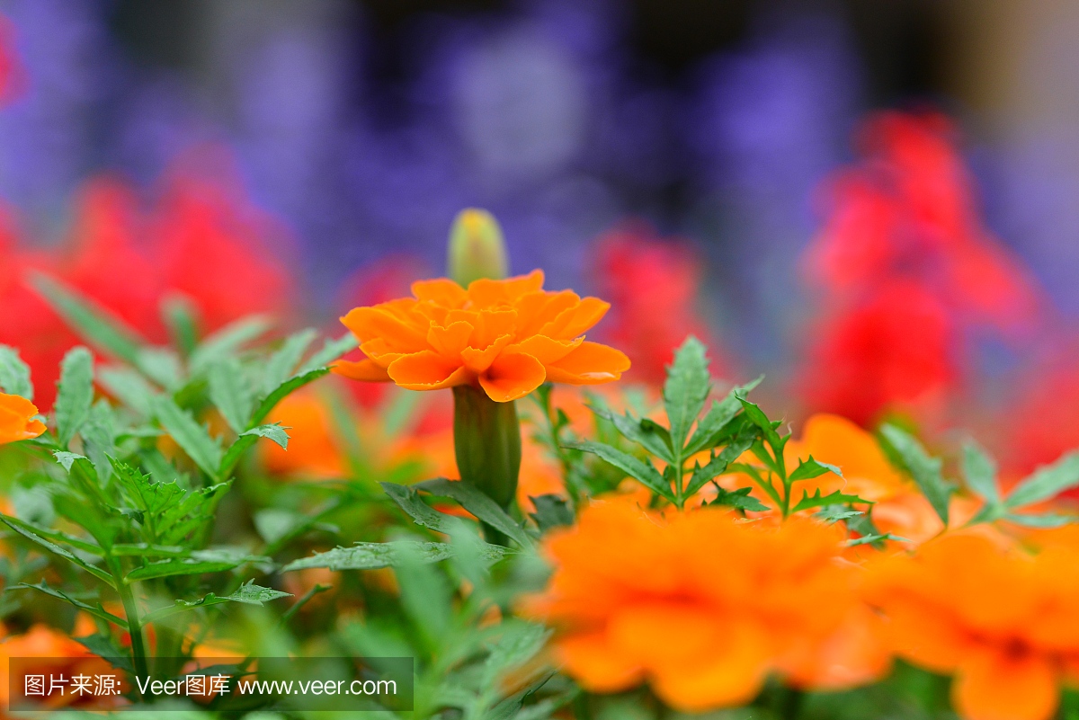 萬壽菊鮮花