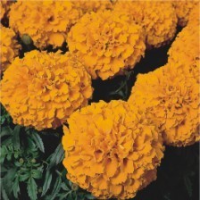 萬壽菊 一二年生草花[供應]_萬壽菊 一二年生草花價格_萬壽菊 一二年生草花廠家_世界工廠網產品信息庫