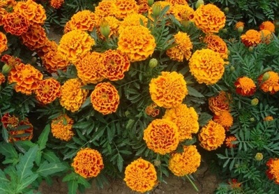 萬壽菊是宿根花卉嗎?