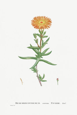 手繪金盞花(金色無花果-萬壽菊)插圖
