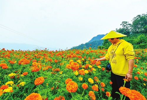 萬壽菊開出 致富花