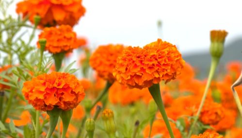 勃利縣的萬壽菊,是 死亡之花 ,還是 致富之花 長壽之花