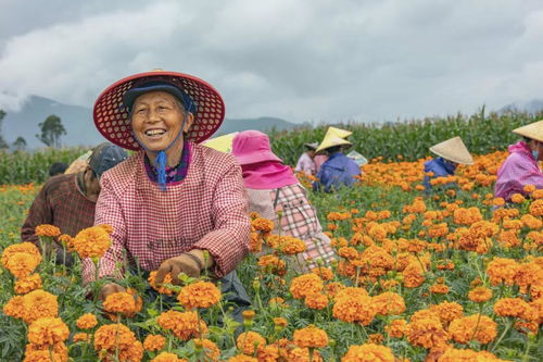 騰沖邊合區又一企業擬入選農業產業化國家重點龍頭企業名單