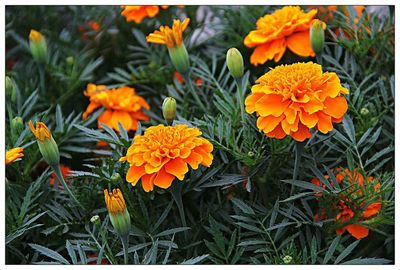 萬壽菊