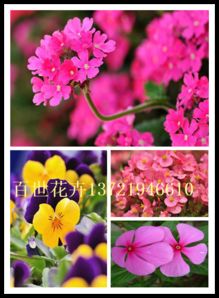 香彩雀價格 長春花基地