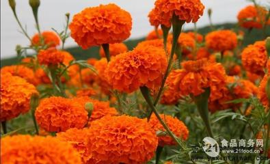 亞芯萬壽菊青貯劑