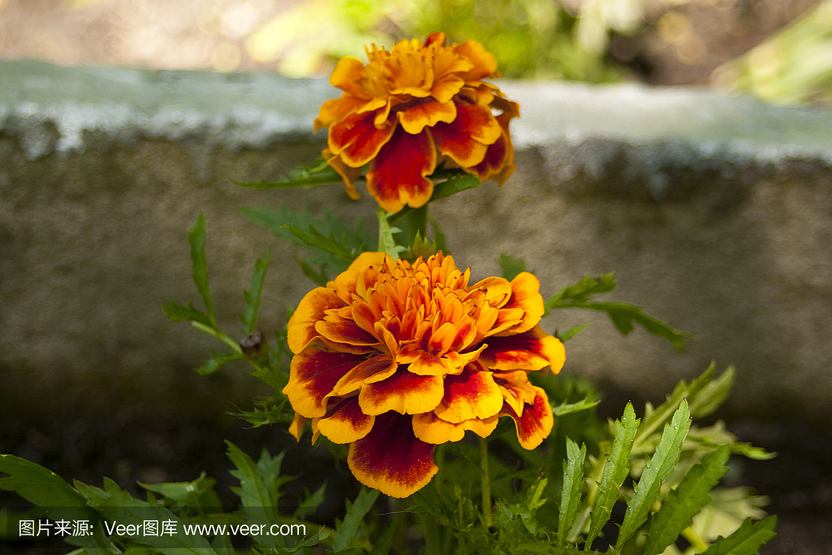 紅色萬壽菊萬壽菊