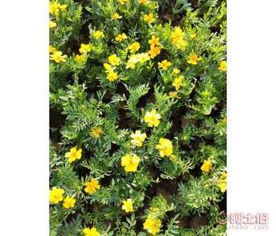 【天億良友孔雀草盆栽種子小萬壽菊四季開花易活花壇花海】青州市天億良友花卉園藝場 - 產品庫