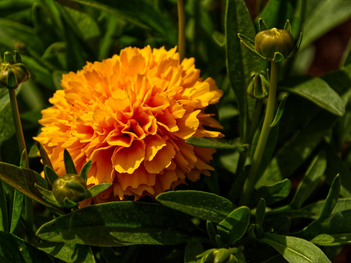 橙色萬壽菊花朵開放圖片,高清圖片