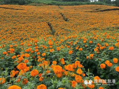 安寧密馬龍花山文化旅游節舉行 萬壽菊盛開引領鄉村振興新篇章