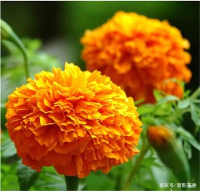 萬壽菊開金燦燦,滿園盛開致富花