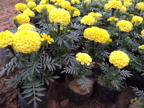 萬壽菊 山東萬壽菊 山東萬壽菊價格
