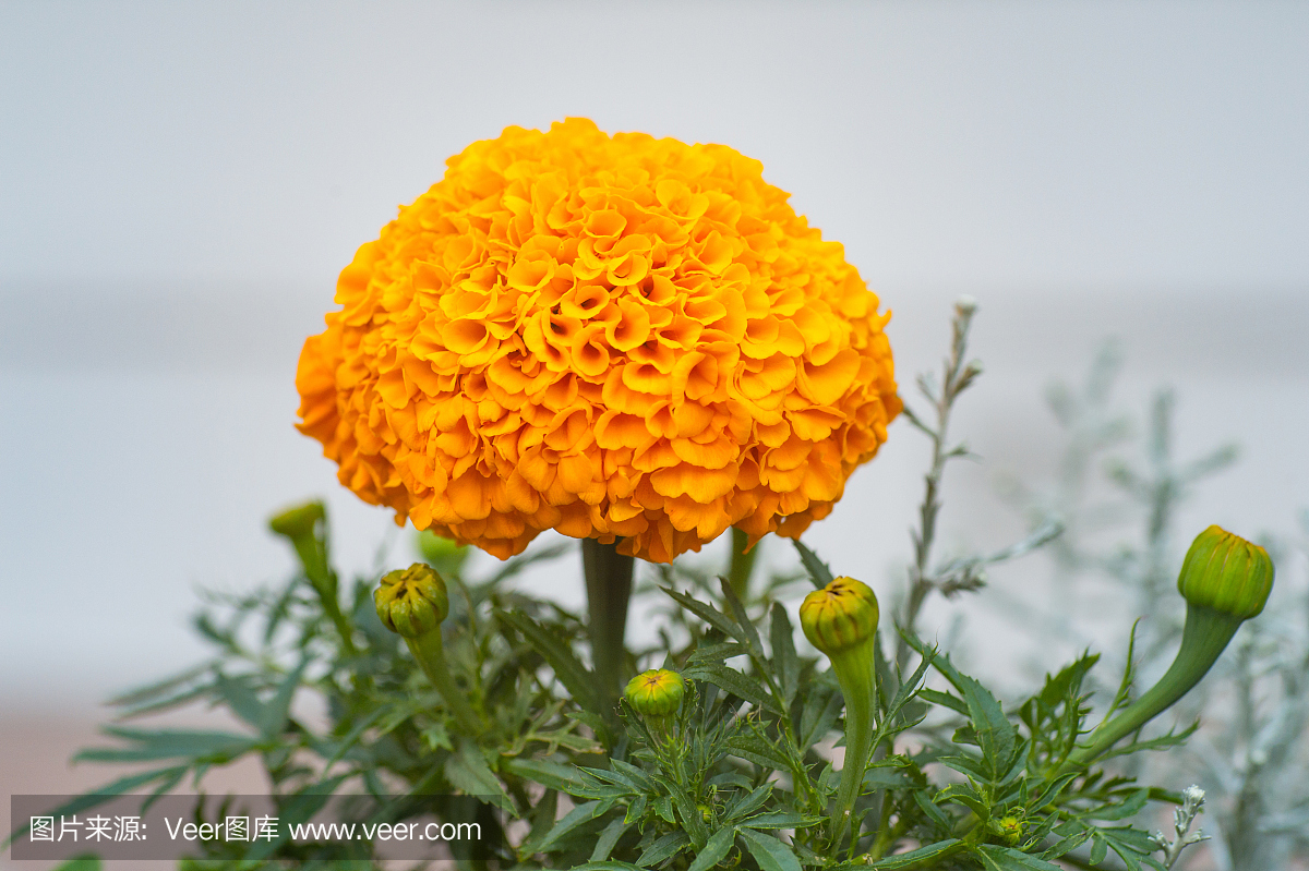 花園中的萬壽菊與世隔絕,以自然為背景