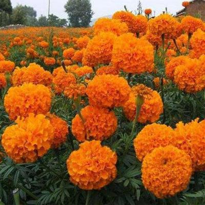 【忠浩 青州萬壽菊杯苗 萬壽菊杯苗批發 菊花苗基地】