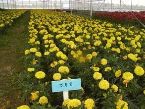 供應大量低價優質萬壽菊草花產品圖片,供應大量低價優質萬壽菊草花產品相冊 - 濰坊三禾農業科技 - 九正
