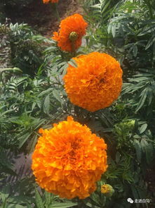 白馬鋪鎮的萬壽菊開花啦