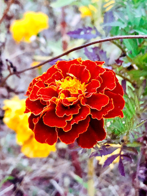 萬壽菊