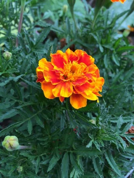 常見的園林綠化花卉,四季花萬壽菊圖片 14張