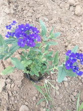 西寧草花批發節日租擺園林花卉四季草花哪批發矮牽牛一串紅